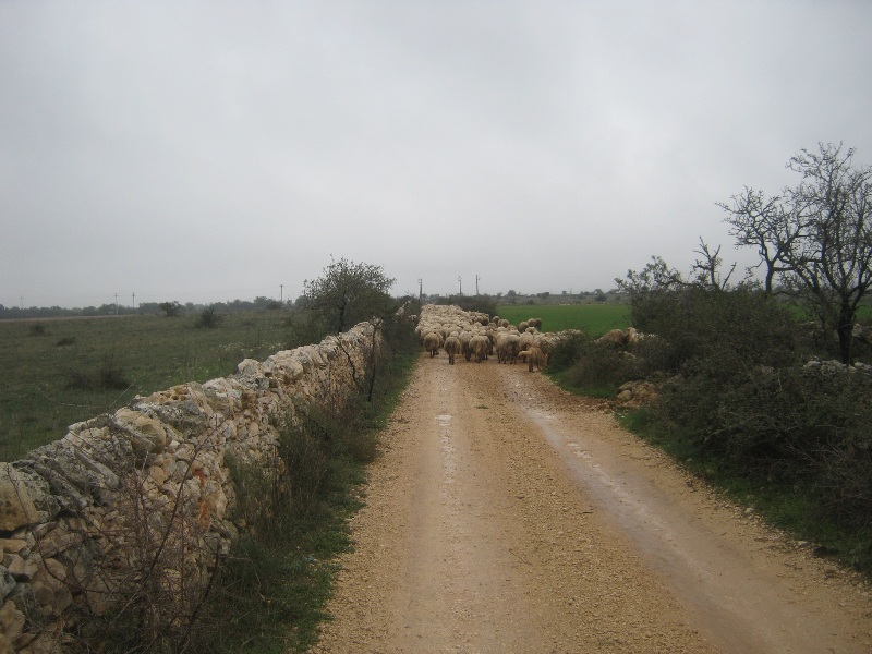 parco alta murgia